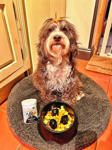 Customer photo review of Pumpkin Powder Supplement for Dogs (200g)