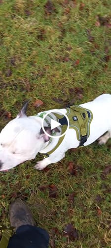 undefined review of Anti Pull Hurricane Harness - With Handle - Olive Green image 1 out of 1
