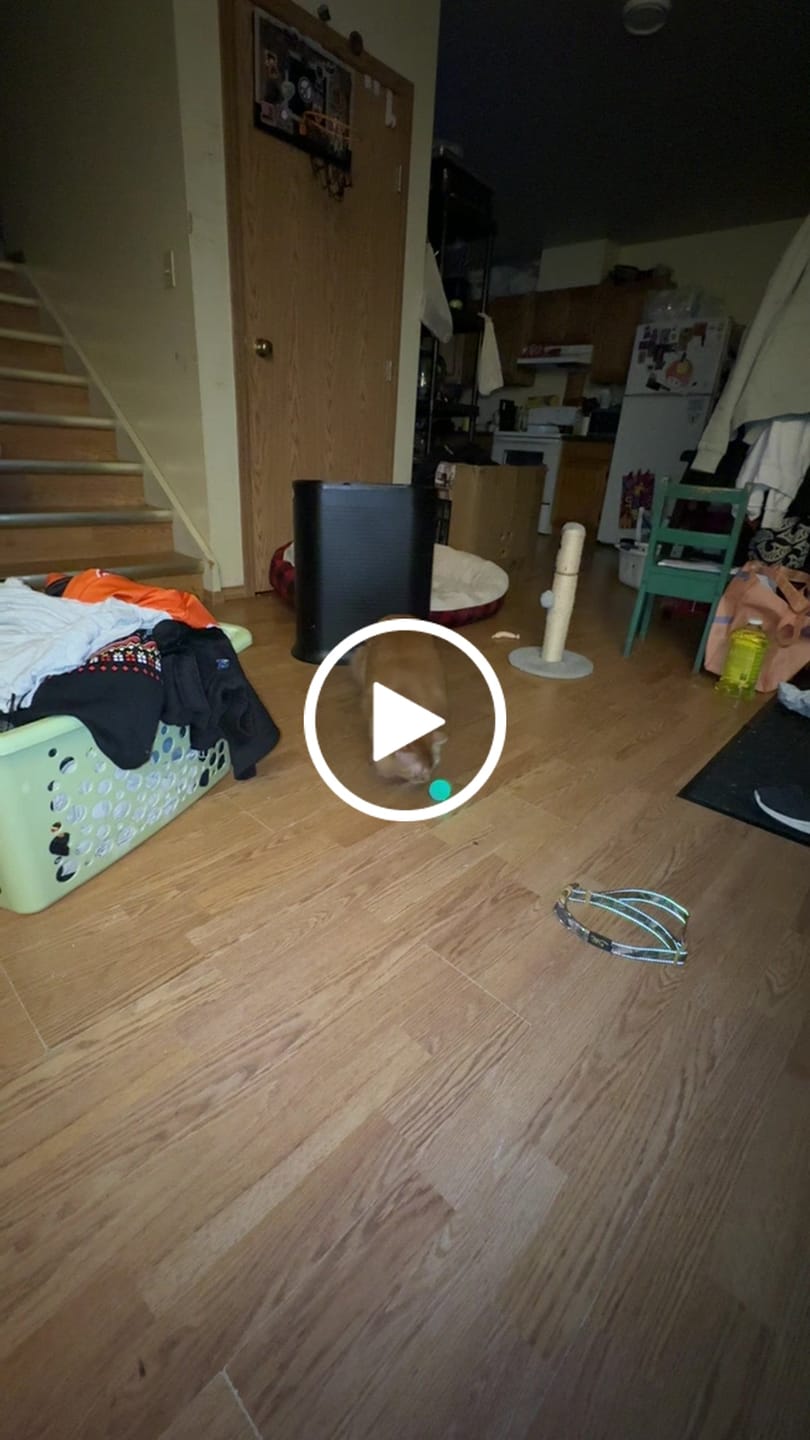 Customer video review of POWER BALL 2.0