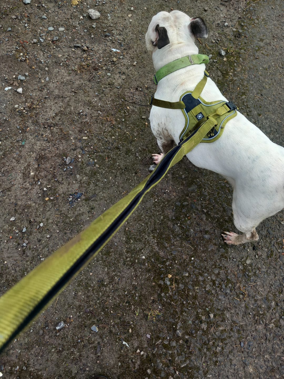 Customer photo review of Ladder Combat® Multiple Handles Lead - Olive Green