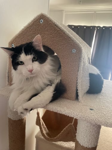 Customer photo review of Ona's Cottage Multi-Tier Cat Tree with Cat Scratching Posts