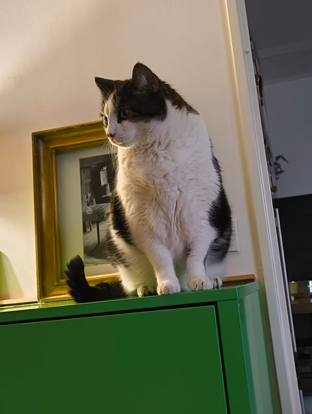 Customer photo review of Multipack d'effilés (chat stérilisé et chat adulte)
