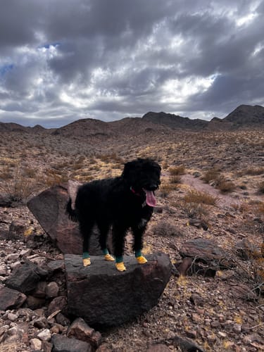 Customer photo review of Leather Dog Booties - Doccasins - 1 pair