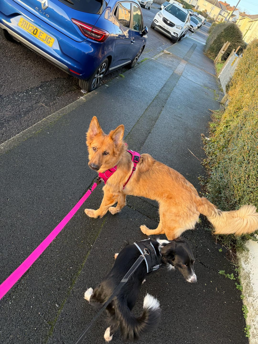 Customer photo review of Air Harness | Anti-Pull & With Handle - Carminerose