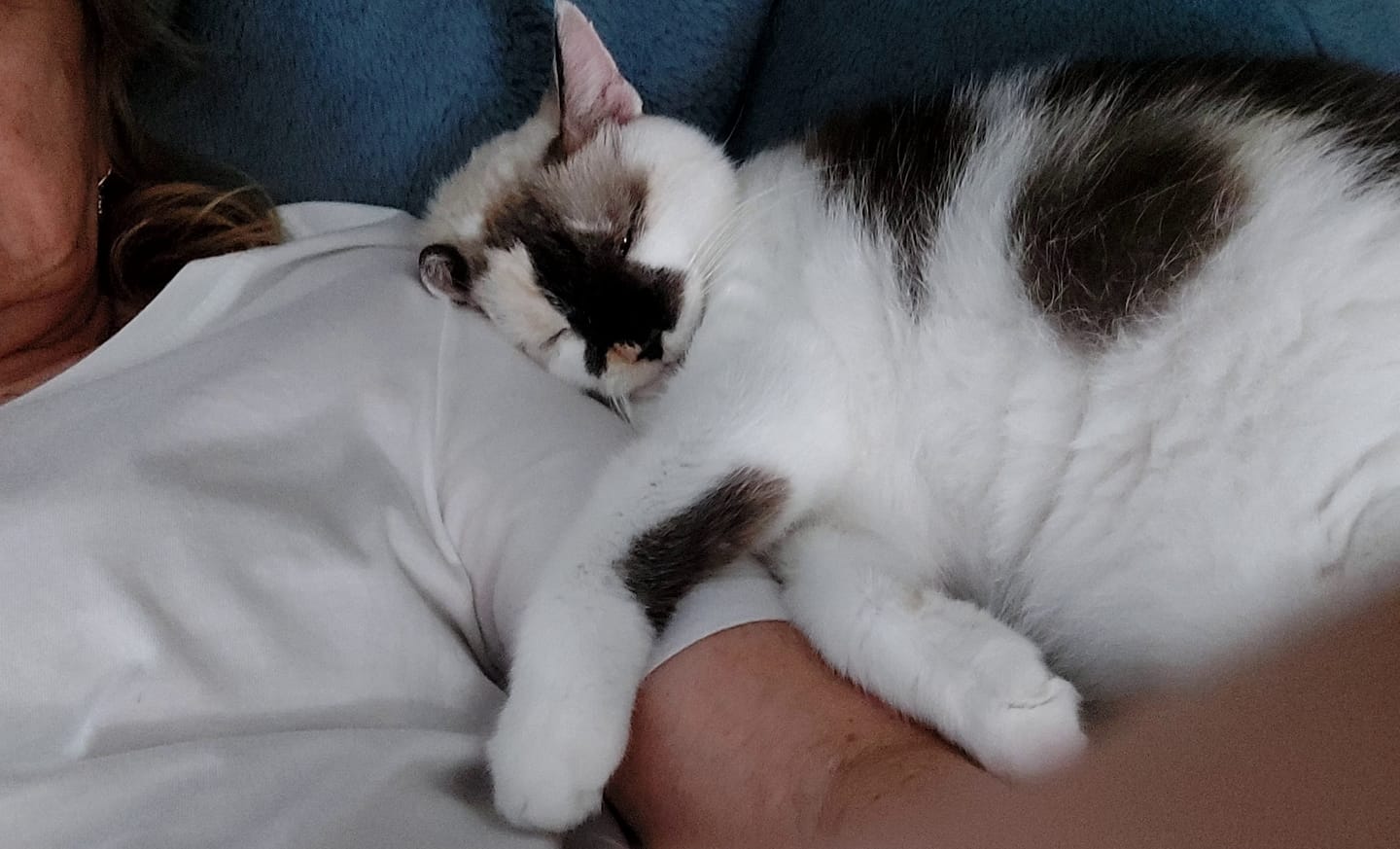 Customer photo review of Cat Arthritis & Joint Pain Relief Remedy