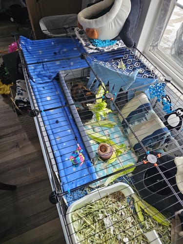 Customer photo review of Ramp & Loft 2x1 for guinea pigs - Coroplast only