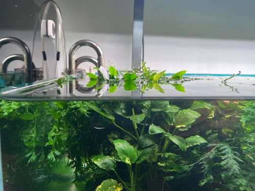 Customer photo review of Starter Anubias Bundle
