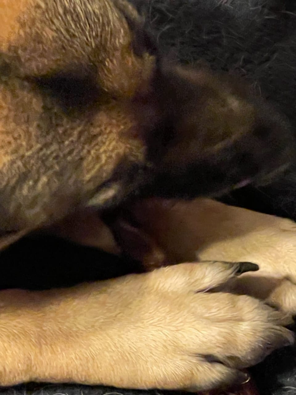 Customer photo review of Braided Bully Sticks - 12 Inch