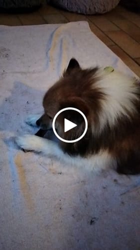 Customer video review of Fromage de Yak - Mastication 100% Naturelle pour Chien débutant