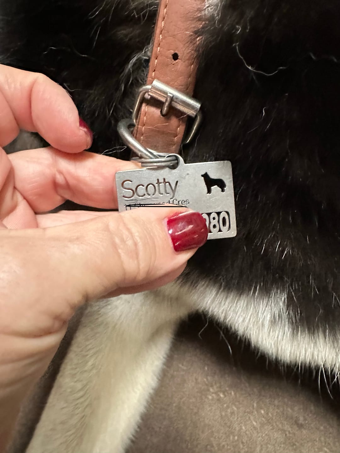 Customer photo review of Hollow-carved Dog ID Tags