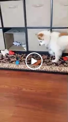 Mari R. review of SPEEDY TAIL 2.0 image 1 out of 1