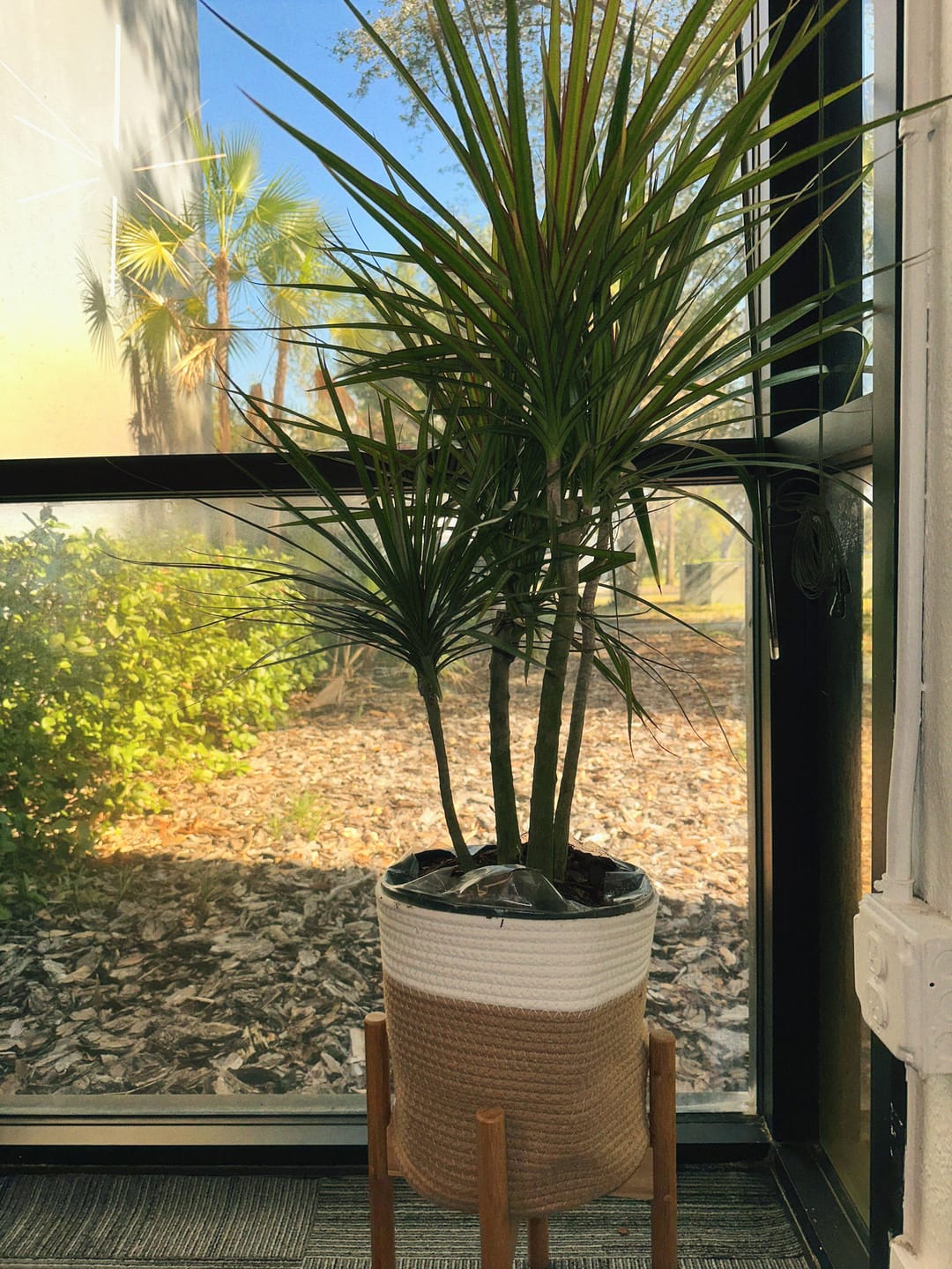 Customer photo review of Dracaena Dragon Tree Green, Tree Form
