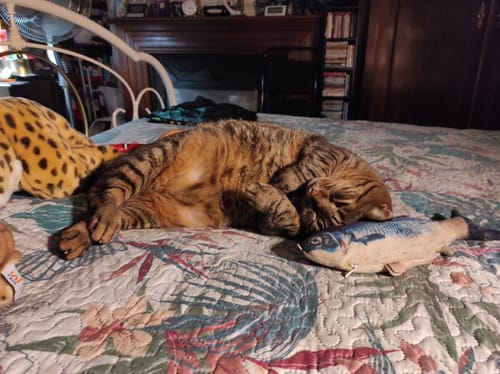 Avis photo d'un client sur Croquettes Chat Stérilisé Sans Céréales - Saumon