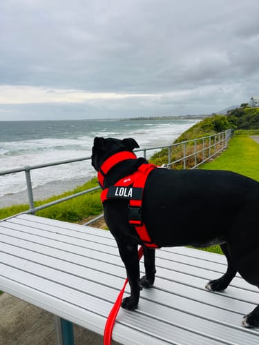 Customer photo review of Walk Essentials