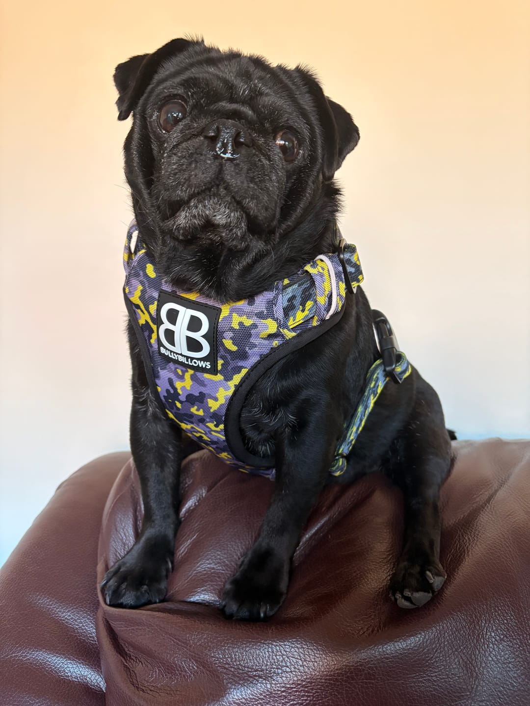 Customer photo review of Comfort Premium Harness | Non Restrictive - Lightning