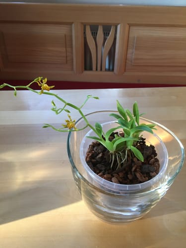 Customer photo review of Mini-Duft-Orchidee Cyrtochilum meirax mit gelben Blüten und 1+ Rispen