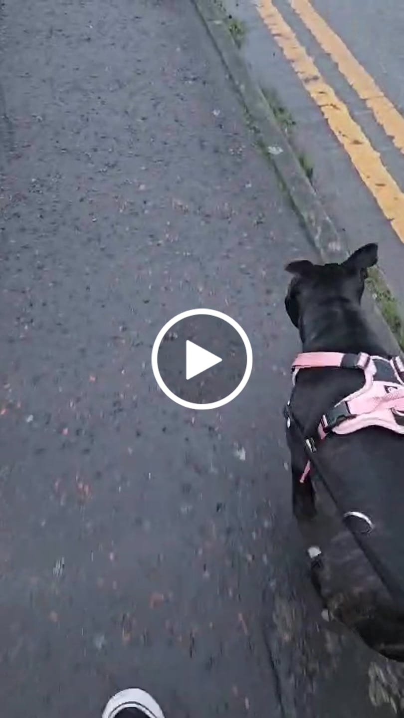 Customer video review of Anti Pull Hurricane Harness - With Handle - Pink