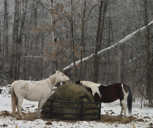 Customer photo review of Hay Chix® Large Bale Net - 6'
