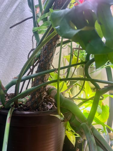 Customer photo review of Muddis Erde 15 Liter Erdmix