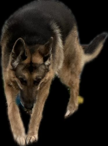 Customer photo review of Original Pet Grooming Vacuum Kit