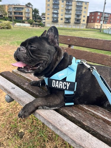 Customer photo review of Bungee Dog Leash