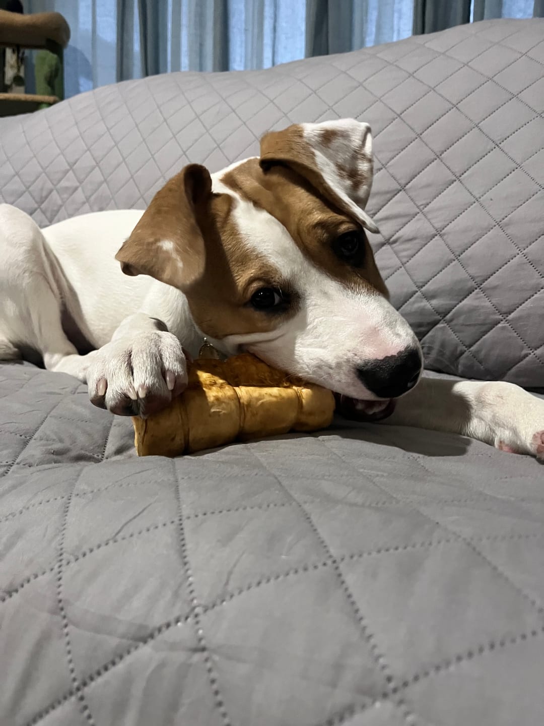 Customer photo review of 5-6 Inch Peanut Butter Cheek Roll