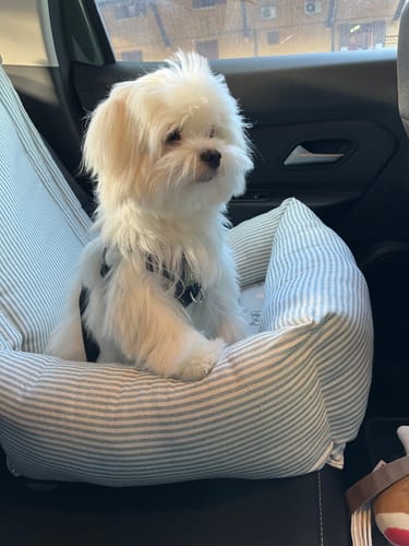 Customer photo review of Seggiolino Auto Cotone Azzurro Righe Strette