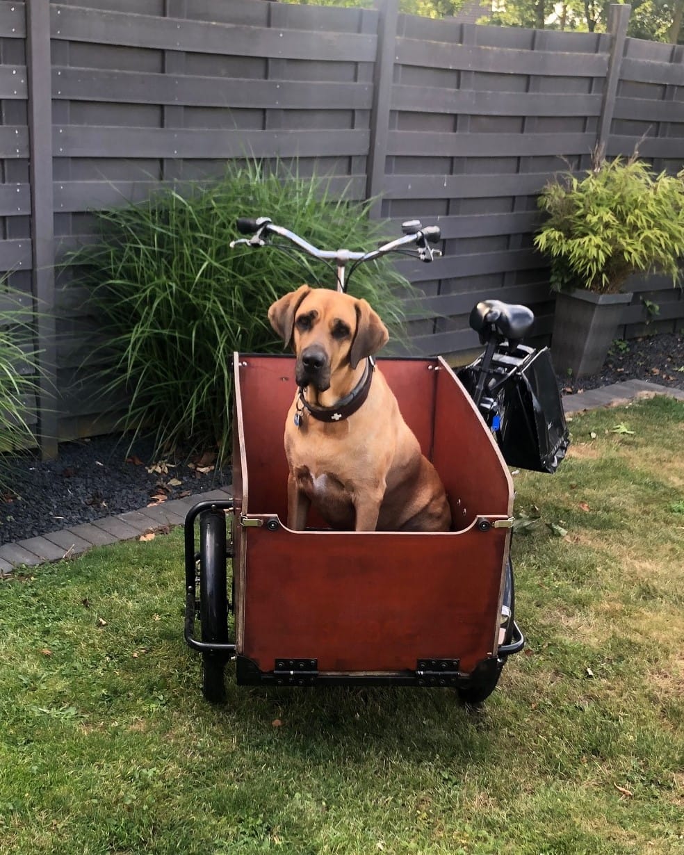 Customer photo review of Hundekekse - Kürbis-Huhn - 5.0 mg CBD - Total 1200 mg CBD