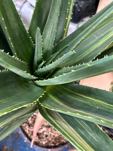 Customer photo review of Aloe Hercules Variegated