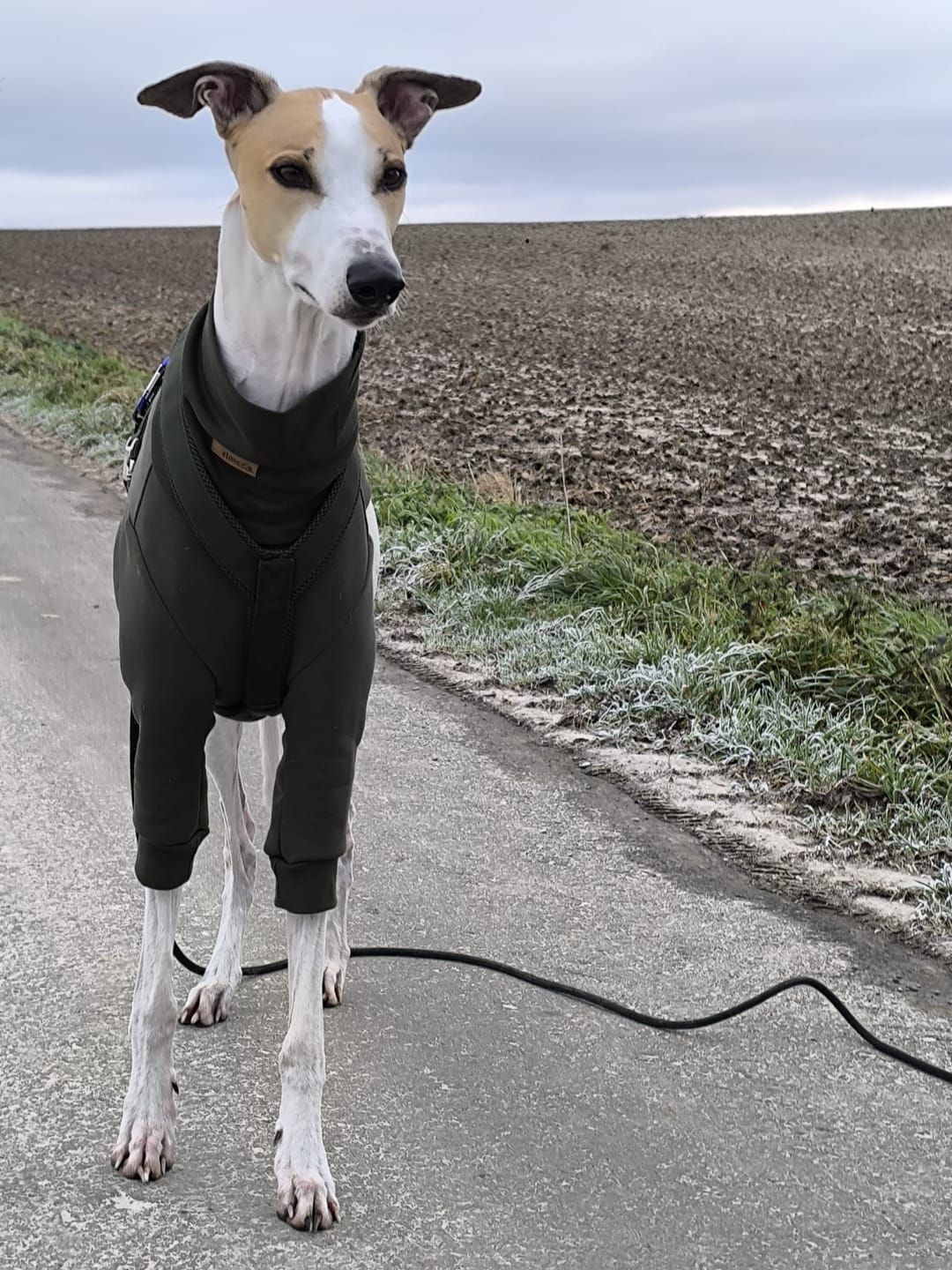 Customer photo review of Hundegeschirr PRO "Mountain Green"
