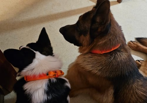 Customer photo review of Metal-Buckle Tactical K9 Dog Collar With Hook & Loop Panel & Top Handle