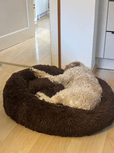 Customer photo review of Puppery Hundebett Wolke 7 - Das Original