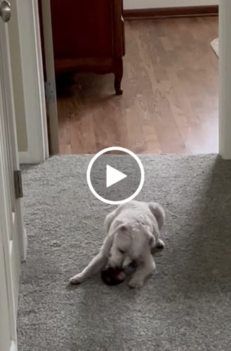 Customer video review of Smoked Beef Marrow Bone