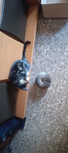 Customer photo review of Magic Cat Scratch Organ Board Cat Toy with Ball Cat Grinding Claw Cat Climbing Frame Kitten Round Corrugated Cat Scratching Toy
