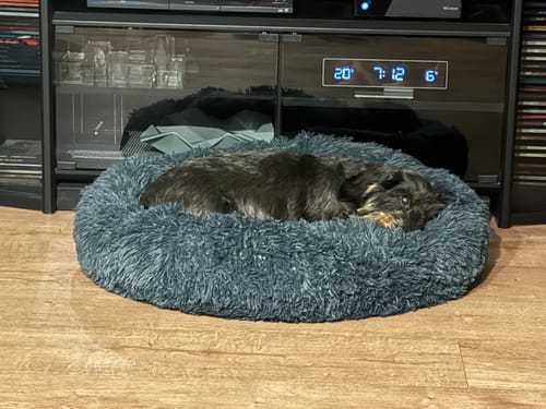 Customer photo review of Puppery Hundebett Wolke 7 - Das Original