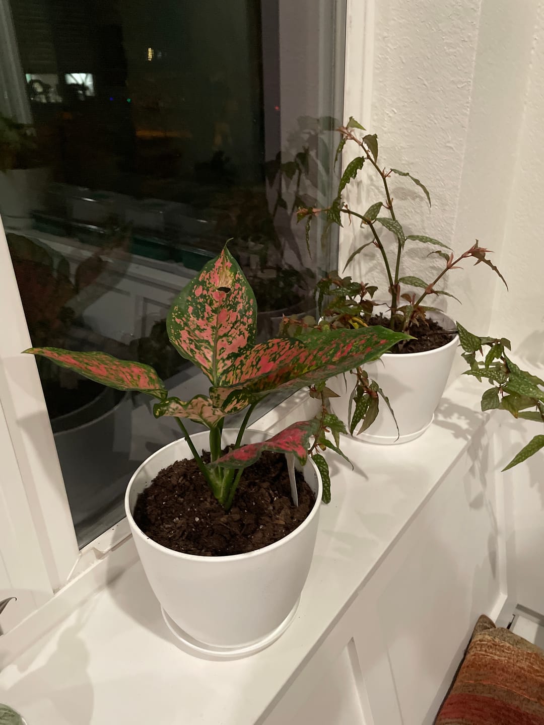 Customer photo review of Aglaonema 'Ruby Ray'