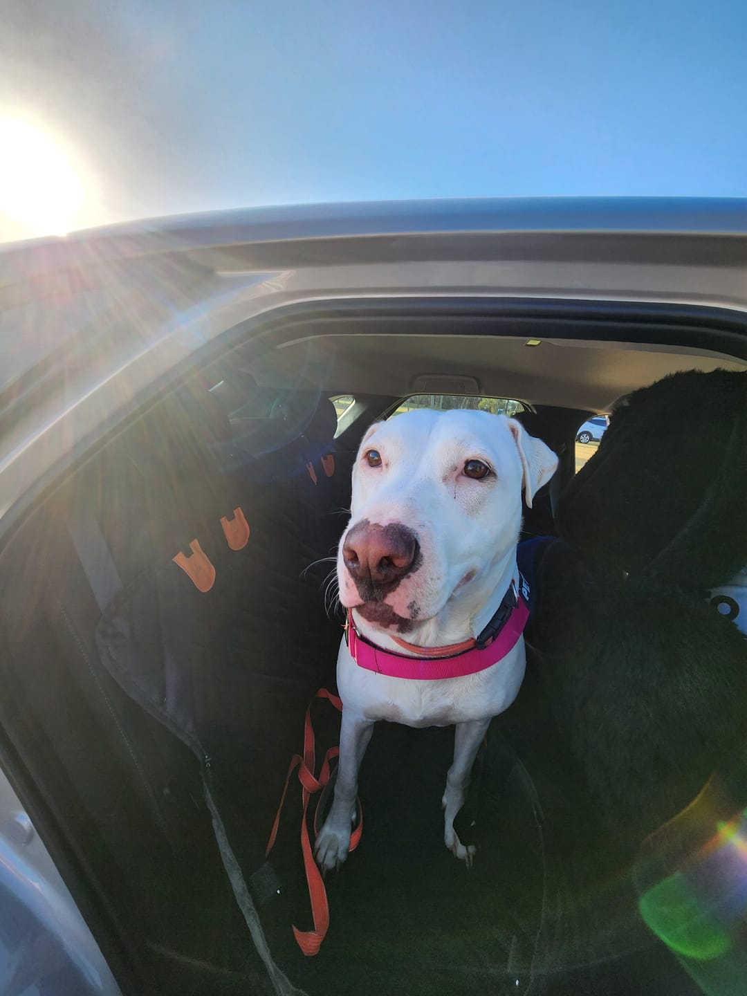 Customer photo review of Companion&Co Hard Bottom Dog Seat - CHRISTMAS SALE