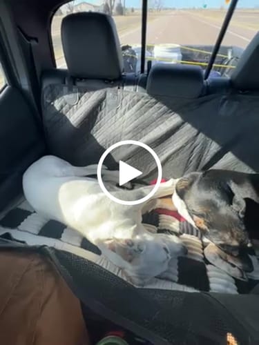 Customer video review of NEW Waterproof Hard Bottom Car & Truck Seat Foldable Hammock Cover With Storage Pockets, Side Flaps, Headrest Straps, Seat Anchors, & Mesh Window (+FREE SAFETY BELT!)