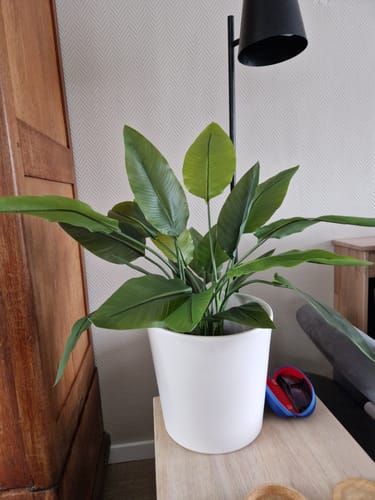 Customer photo review of Strelitzia Kunstplant 70cm