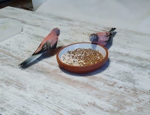 Customer photo review of Großsittich Basic