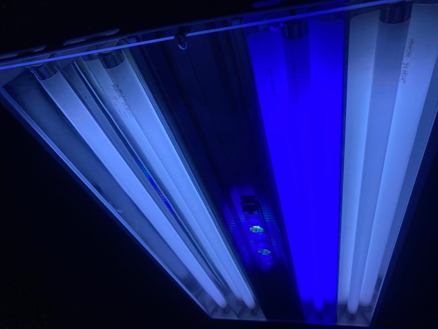 Customer photo review of T5-Röhre Aqua science special 24 WattT5 Bulbs Aqua science