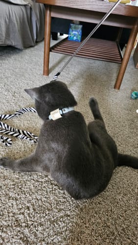 Customer photo review of Silent Slide-On ID Tag : Small 5/8"