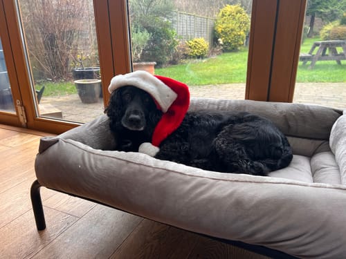 Customer photo review of Mushroom Cuddle Soft & Cedar Velvet Luxury Nest