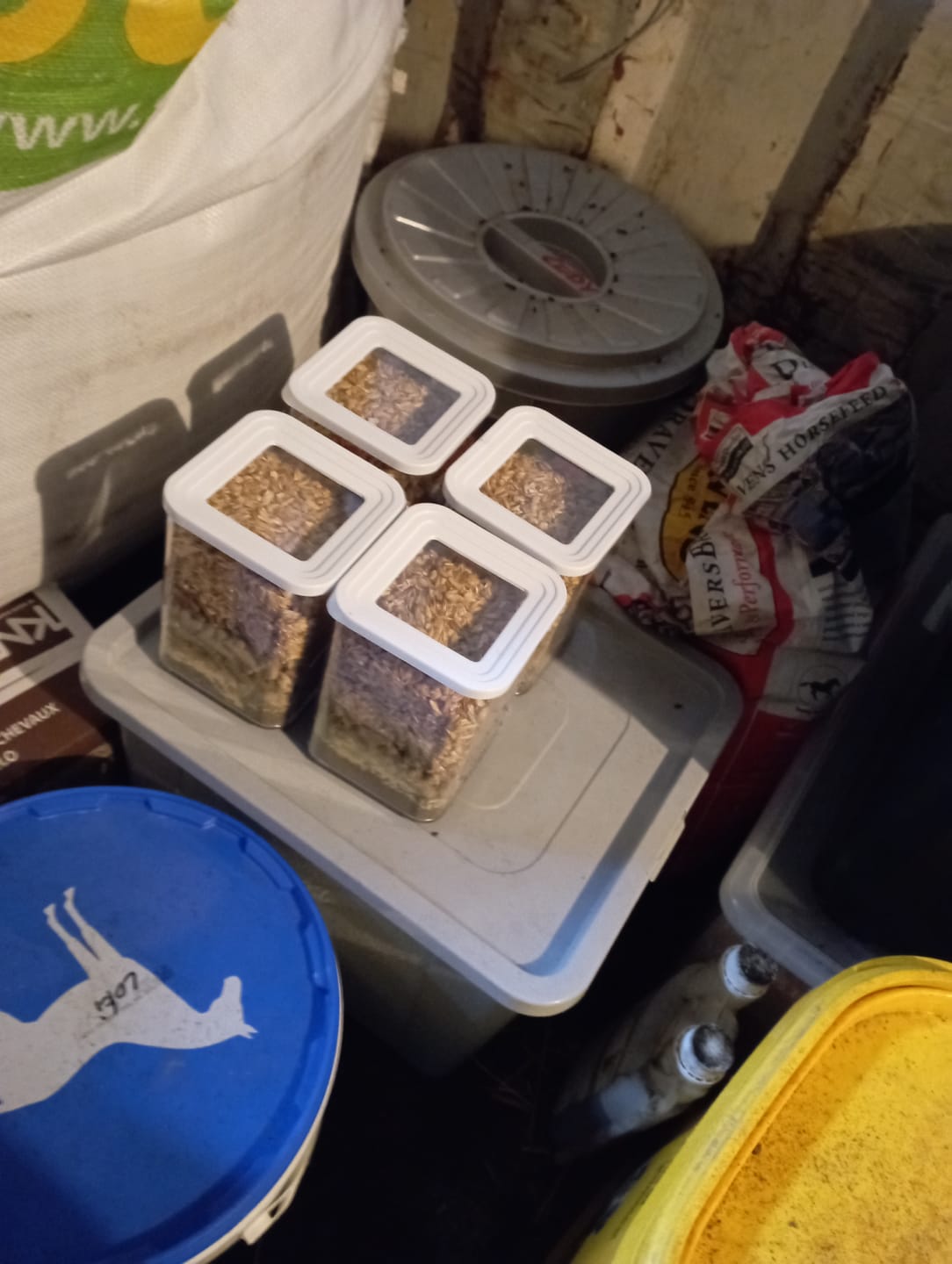 Customer photo review of PFERDESTARK Bio Hanfpellets für Senioren Pferde als FLOCKEN Pferdefutter getreidefrei 3kg