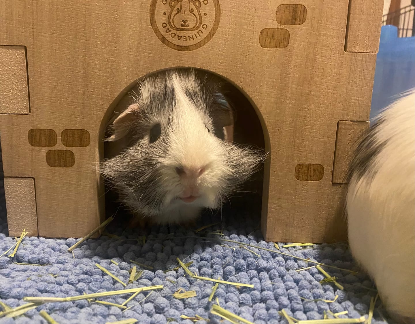 Customer photo review of Guinea Pig Wooden Castle Hidey