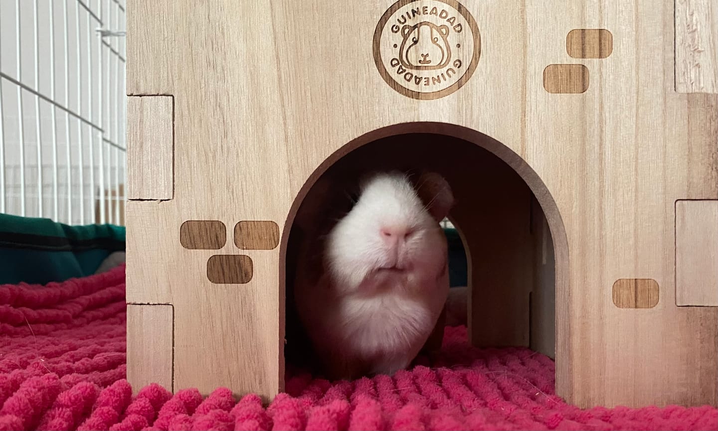 Customer photo review of Guinea Pig Wooden Castle Hidey