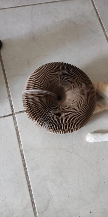 Customer photo review of Magic Cat Scratch Organ Board Cat Toy with Ball Cat Grinding Claw Cat Climbing Frame Kitten Round Corrugated Cat Scratching Toy
