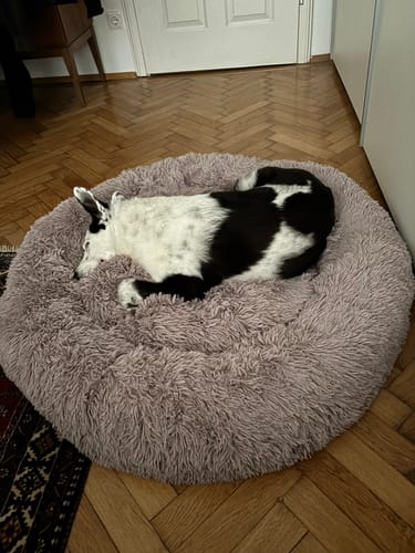 Customer photo review of Puppery Hundebett Wolke 7 - Das Original