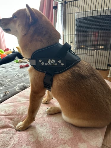 Customer photo review of FunFunPet 高機能ハーネス（お名前タグ作成サービス付き）