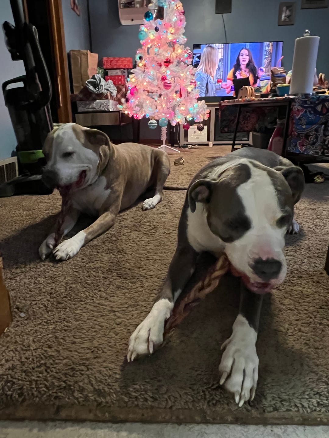 Customer photo review of Bully Bargain Bag